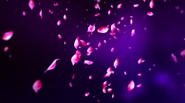 红色花瓣飘落唯美背景视频素材