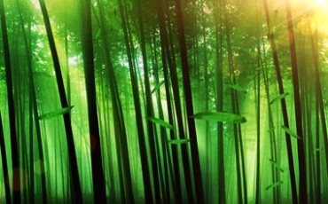 唯美绿色竹林阳光竹叶飘飞视频素材