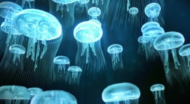 海底发光水母游动上浮视频素材
