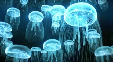 海底发光水母游动上浮视频素材