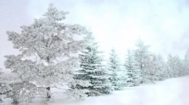 冬天北风呼啸树林雪地飘雪森林银装素裹雪景视频素材