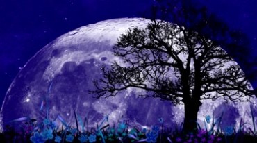 蓝色月球月亮星球星空夜色大树视频素材