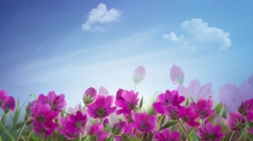 蓝天白云花丛紫红色花朵花地视频素材
