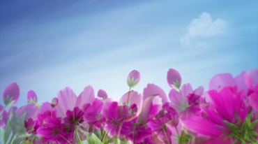 蓝天白云花丛紫红色花朵花地视频素材
