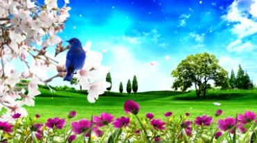蓝天白云绿草地树木鸟儿花朵鲜花美丽风景视频素材