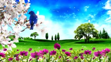 蓝天白云绿草地树木鸟儿花朵鲜花美丽风景视频素材