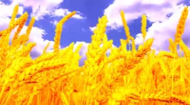 蓝天白云下金色麦穗饱满颗粒麦粒视频素材