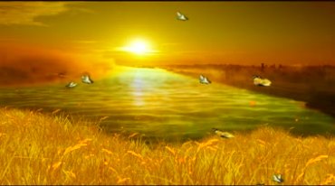 夕阳下河流蝴蝶野外金黄色美景视频素材