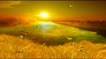 夕阳下河流蝴蝶野外金黄色美景视频素材