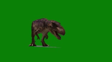 霸王龙恐龙走近昂头吼叫绿幕抠像特效视频素材