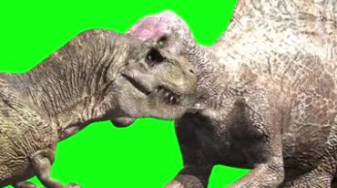 恐龙霸王龙互咬打架争斗绿屏抠像特效视频素材