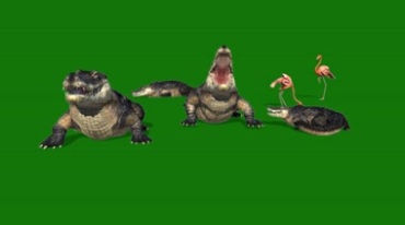 鳄鱼张嘴攻击形态绿屏抠像特效视频素材