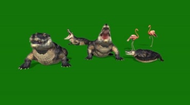 鳄鱼张嘴攻击形态绿屏抠像特效视频素材