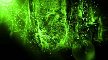绿色森林光线阳光粒子视频素材