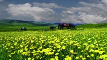 草原黄花绿草地马匹美景视频素材