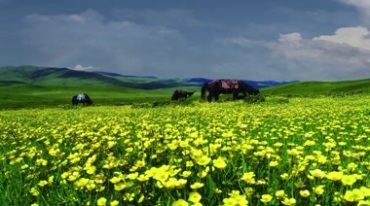 草原黄花绿草地马匹美景视频素材