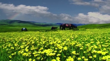 草原黄花绿草地马匹美景视频素材