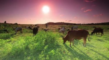 夕阳下的牛儿吃草视频素材