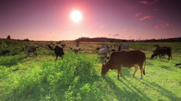 夕阳下的牛儿吃草视频素材