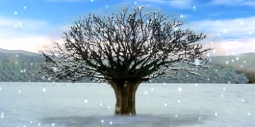 春夏秋冬四季变换的老树视频素材