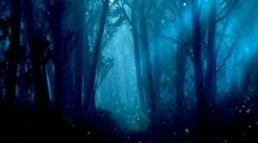 奇幻森林阳光穿透树林深处视频素材
