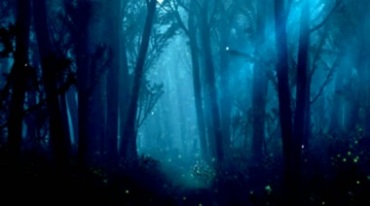 奇幻森林阳光穿透树林深处视频素材