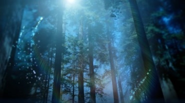 梦幻森林中的阳光粒子视频素材