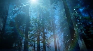 梦幻森林中的阳光粒子视频素材