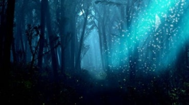 森林深处的阳光穿透密林散发神秘奇幻氛围视频素材