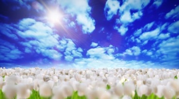 蓝天白云下的白色花海花朵视频素材