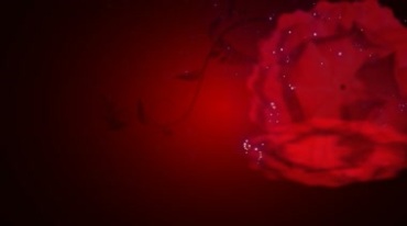 红色花朵绽放闪光粒子背景视频素材