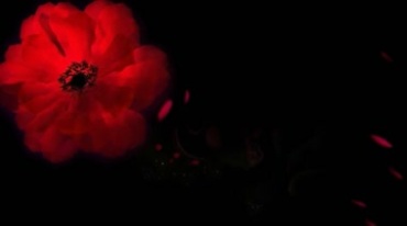 盛开的红花旋转动态特效视频素材