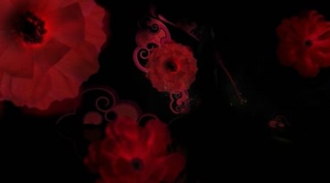 红花慢慢绽放黑屏抠像特效视频素材