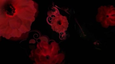 红花慢慢绽放黑屏抠像特效视频素材