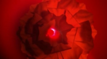 灯光映射正红色花朵旋转慢慢盛开特效视频素材