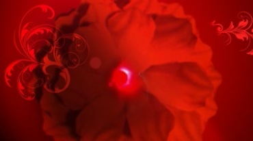 灯光映射正红色花朵旋转慢慢盛开特效视频素材