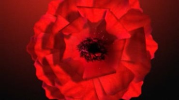 中国红大气花朵红花旋转背景视频素材