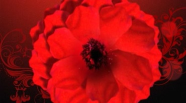 中国红大气花朵红花旋转背景视频素材