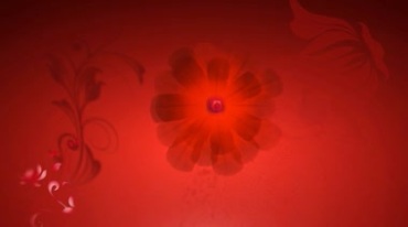 花朵动态开花红色舞台背景视频素材
