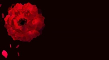 红花开花盛开旋转花瓣飘飞动态特效抠像视频素材