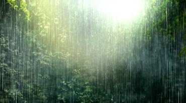 雨中热带森林雨线雨帘大暴雨视频素材