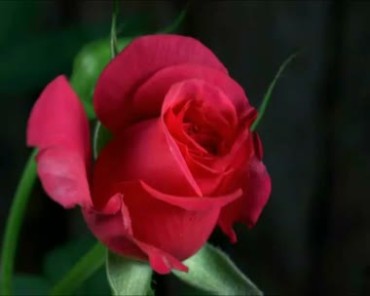 红色玫瑰开花动态过程实拍视频素材