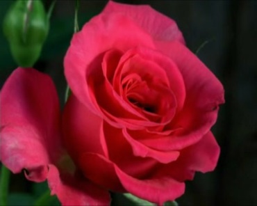 红色玫瑰开花动态过程实拍视频素材