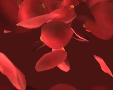 红色玫瑰大花瓣动态特效视频素材