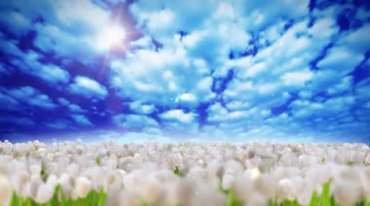 蓝天白云下的白色花朵花海视频素材