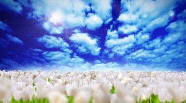 蓝天白云下的白色花朵花海视频素材