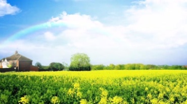 黄色油菜花蓝天白云美丽风光视频素材
