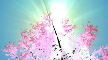红色桃花枝条花枝阳光照射视频素材