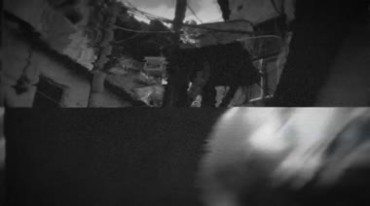 猛兽豹子猫科动物黑夜灯光闪烁轮廓视频素材