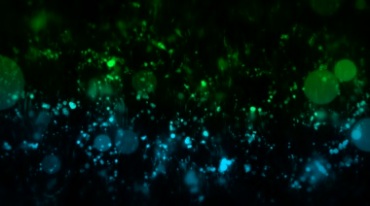 海草水彩小蝌蚪往上游动光斑绿色背景视频素材